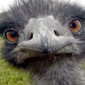 Meet your Posher, Knox